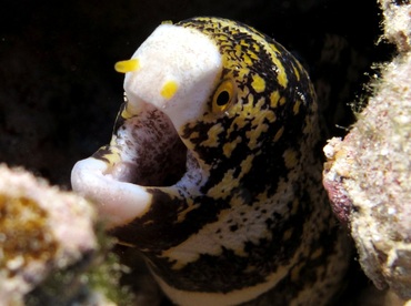 Snowflake Moray Eel - Echidna nebulosa - Maui, Hawaii