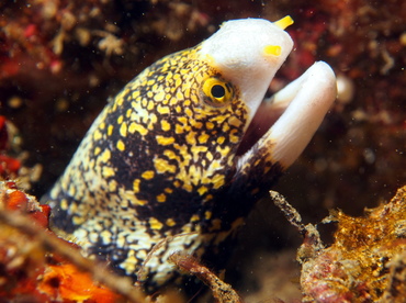 Snowflake Moray Eel - Echidna nebulosa - Lembeh Strait, Indonesia