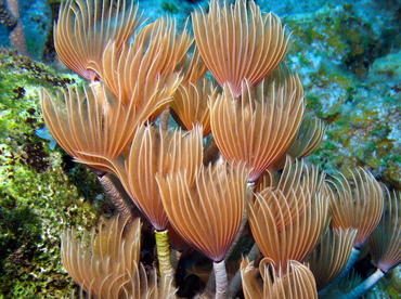 Social Feather Duster - Bispira brunnea - Nassau, Bahamas
