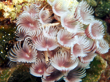 Social Feather Duster - Bispira brunnea - The Exumas, Bahamas
