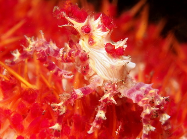Soft Coral Crab - Hoplophrys oatesii - Lembeh Strait, Indonesia