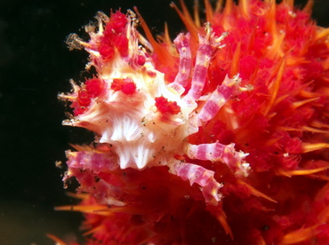 Soft Coral Crab - Hoplophrys oatesii - Lembeh Strait, Indonesia