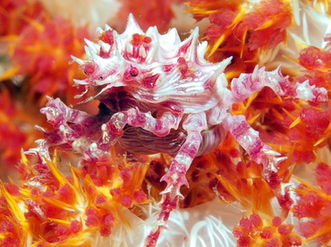 Soft Coral Crab - Hoplophrys oatesii - Anilao, Philippines