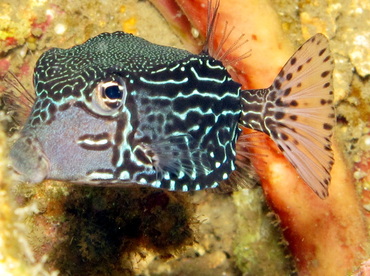 Solor Boxfish - Ostracion solorensis - Dumaguete, Philippines