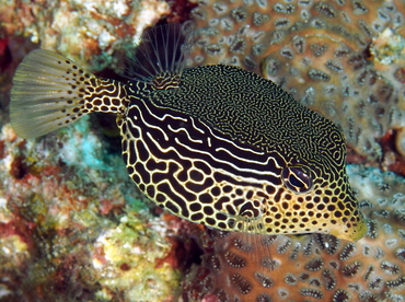 Solor Boxfish - Ostracion solorensis - Anilao, Philippines