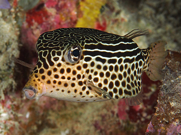 Solor Boxfish - Ostracion solorensis - Wakatobi, Indonesia