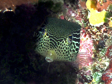 Solor Boxfish - Ostracion solorensis - Great Barrier Reef, Australia