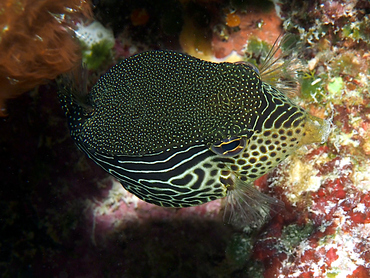 Solor Boxfish - Ostracion solorensis - Great Barrier Reef, Australia
