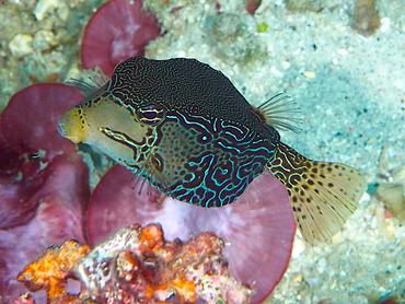 Solor Boxfish - Ostracion solorense - Komodo, Indonesia