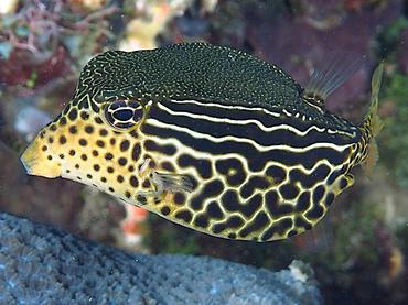 Solor Boxfish - Ostracion solorense - Komodo, Indonesia
