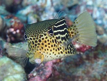 Solor Boxfish - Ostracion solorense - Komodo, Indonesia