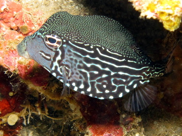 Solor Boxfish - Ostracion solorensis - Dumaguete, Philippines