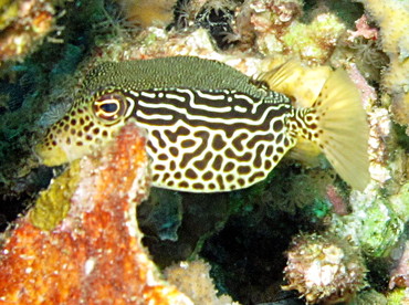 Solor Boxfish - Ostracion solorensis - Dumaguete, Philippines