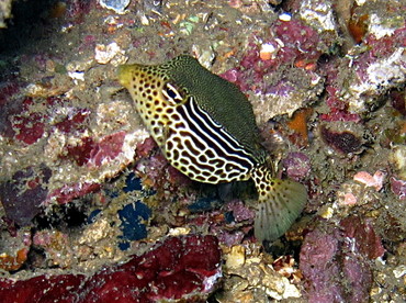 Solor Boxfish - Ostracion solorensis - Dumaguete, Philippines