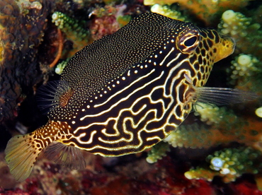 Solor Boxfish - Ostracion solorensis - Anilao, Philippines
