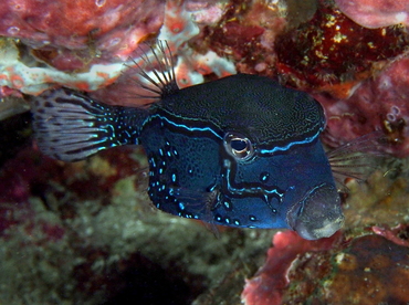 Solor Boxfish - Ostracion solorensis - Anilao, Philippines