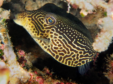 Solor Boxfish - Ostracion solorensis - Bali, Indonesia