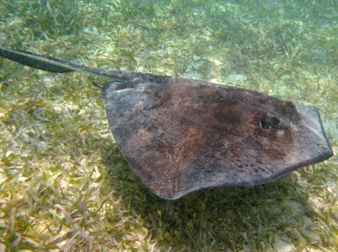 Southern Stingray - Dasyatis americana - Belize