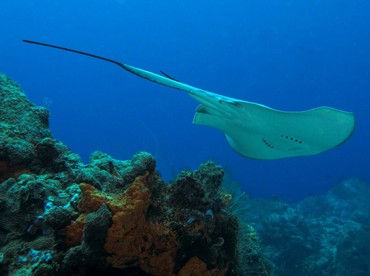 Southern Stingray - Dasyatis americana - Cozumel, Mexico