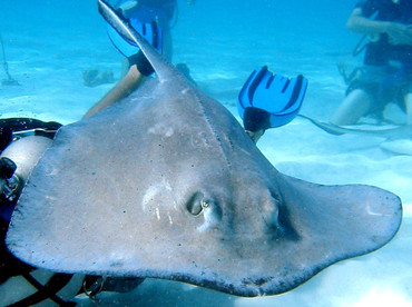 Southern Stingray - Dasyatis americana - Grand Cayman