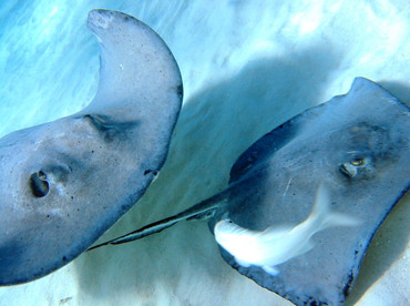 Southern Stingray - Dasyatis americana - Grand Cayman