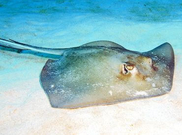 Southern Stingray - Dasyatis americana - Turks and Caicos