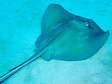 Southern Stingray - Dasyatis americana - Turks and Caicos