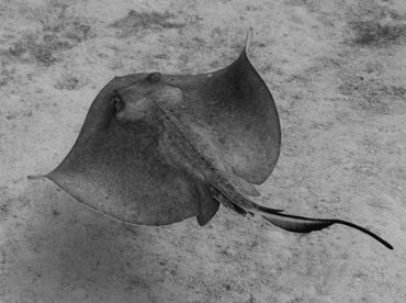 Southern Stingray - Dasyatis americana - Belize