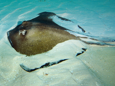 Southern Stingray - Dasyatis americana - Cozumel, Mexico