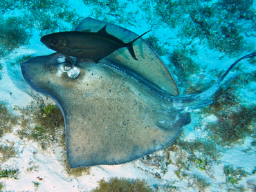 Southern Stingray - Dasyatis americana - Cozumel, Mexico