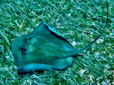 Southern Stingray - Dasyatis americana - Cozumel, Mexico