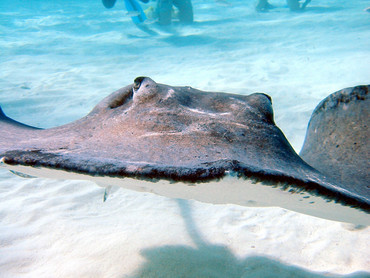 Southern Stingray - Dasyatis americana - Grand Cayman