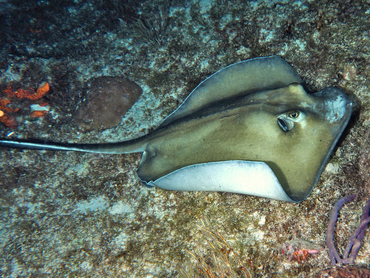 Southern Stingray - Dasyatis americana - Cozumel, Mexico