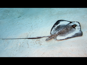 Southern Stingray - Dasyatis americana - Turks and Caicos