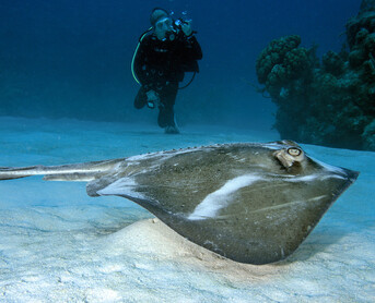 Southern Stingray - Dasyatis americana - Turks and Caicos