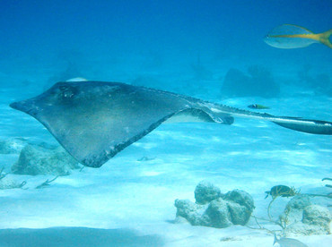 Southern Stingray - Dasyatis americana - Grand Cayman