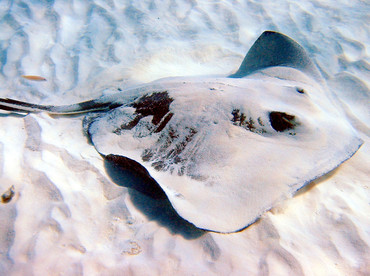 Southern Stingray - Dasyatis americana - Grand Cayman