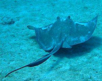 Southern Stingray - Dasyatis americana - Bimini, Bahamas