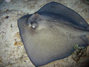 Southern Stingray - Dasyatis americana - Bimini, Bahamas