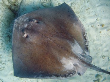 Southern Stingray - Dasyatis americana - Isla Mujeres, Mexico