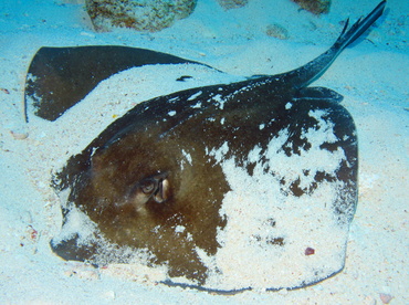 Southern Stingray - Dasyatis americana - Isla Mujeres, Mexico