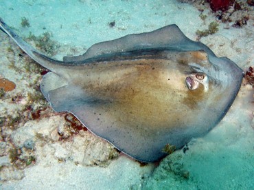 Southern Stingray - Dasyatis americana - St John, USVI