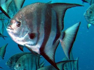 Atlantic Spadefish - Chaetodipterus faber - Nassau, Bahamas