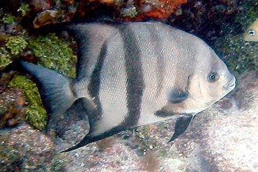 Atlantic Spadefish - Chaetodipterus faber - Key Largo, Florida