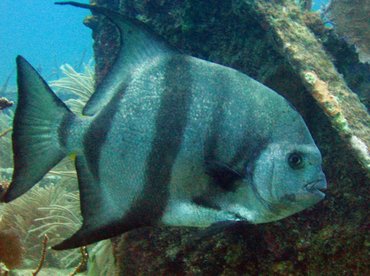 Atlantic Spadefish - Chaetodipterus faber - Key Largo, Florida