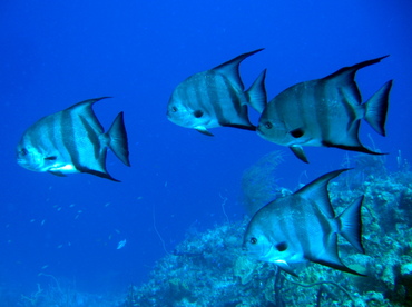 Atlantic Spadefish - Chaetodipterus faber - Nassau, Bahamas