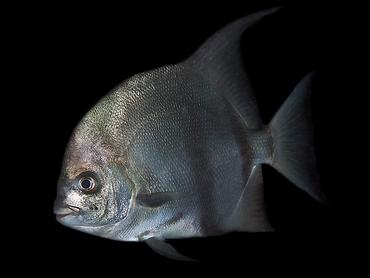 Atlantic Spadefish - Chaetodipterus faber - Palm Beach, Florida