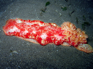 Spanish Dancer - Hexabranchus sanguineus - Anilao, Philippines