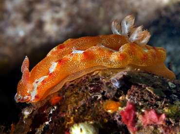 Spanish Dancer - Hexabranchus sanguineus - Bali, Indonesia