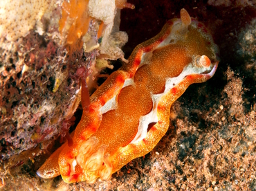 Spanish Dancer - Hexabranchus sanguineus - Bali, Indonesia